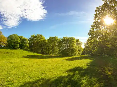 Gressfylt eng med skog i solskinn